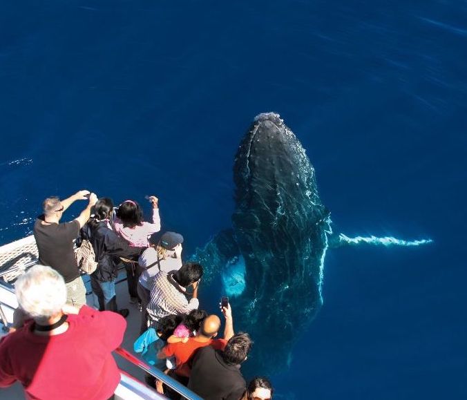 Gold Coast whale watching cruise